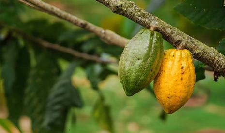 Hilirisasi Kakao Melaju Cepat Sementara Kebun Belum Mengejar